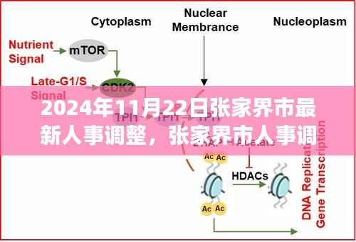 张家界市人事调整背后的科技力量,开启未来生活新篇章的探索之旅(2024年11月22日最新动态)