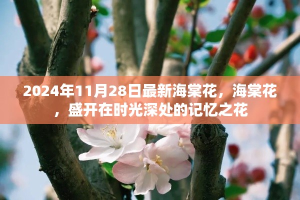 时光深处的记忆之花,海棠花的盛开与故事(最新报道)