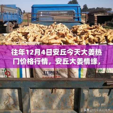 安丘大姜热门行情揭秘,一场温馨的价格之旅回顾