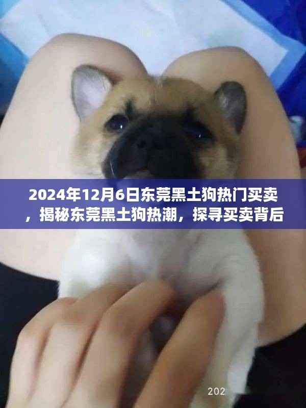 揭秘东莞黑土狗热潮,探寻热门买卖背后的故事,特别报道(2024年12月6日)