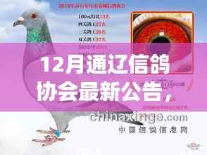 通辽信鸽协会12月最新公告,精彩活动抢先看,快来参与协会重磅更新!