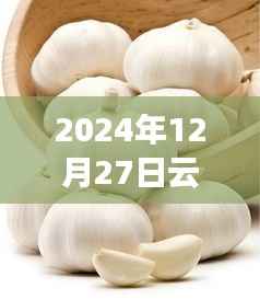 关于云南大蒜在2024年12月27日的最新动态报告