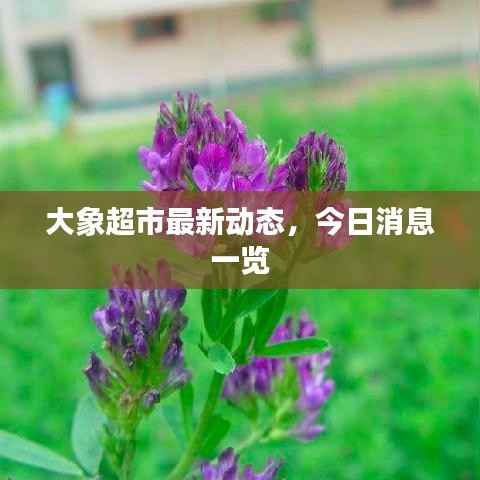 大象超市最新动态,今日消息一览