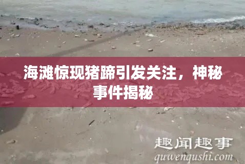 海滩惊现猪蹄引发关注,神秘事件揭秘