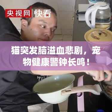 猫突发脑溢血悲剧,宠物健康警钟长鸣!