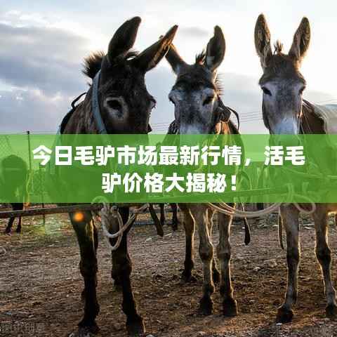 今日毛驴市场最新行情,活毛驴价格大揭秘!