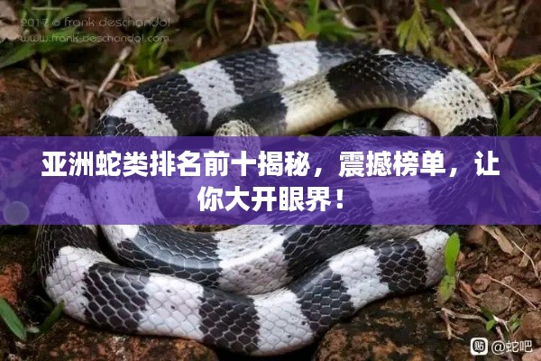 亚洲蛇类排名前十揭秘,震撼榜单,让你大开眼界!