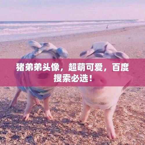 猪弟弟头像,超萌可爱,百度搜索必选!