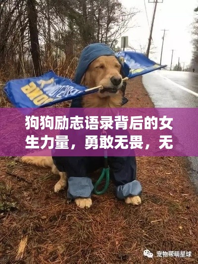 狗狗励志语录背后的女生力量,勇敢无畏,无限潜能