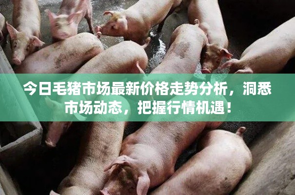 今日毛猪市场最新价格走势分析，洞悉市场动态，把握行情机遇！